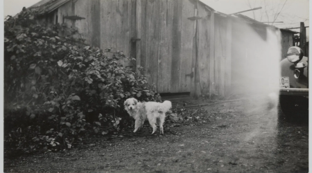 The Legacy of the Salish Woolly Dog